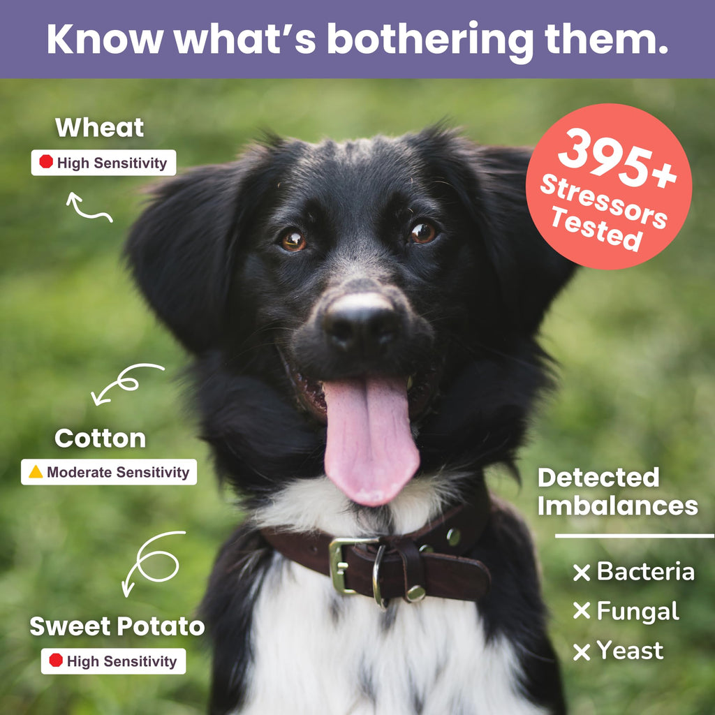 Pet Intolerance Test Dogs & Cats Y736