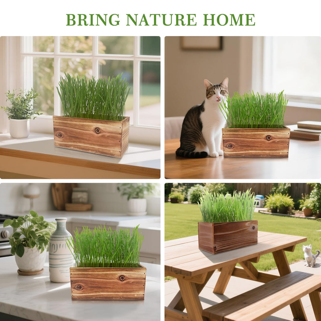 5-Pack Cat Grass Kit with Wood Planter N168332