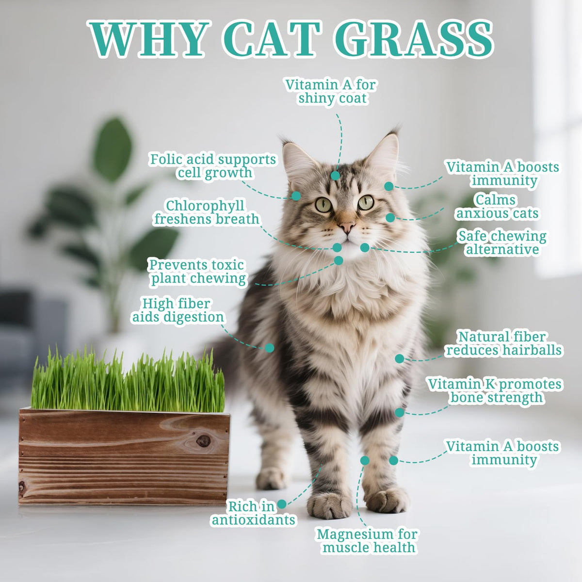 5-Pack Cat Grass Kit with Wood Planter N168332