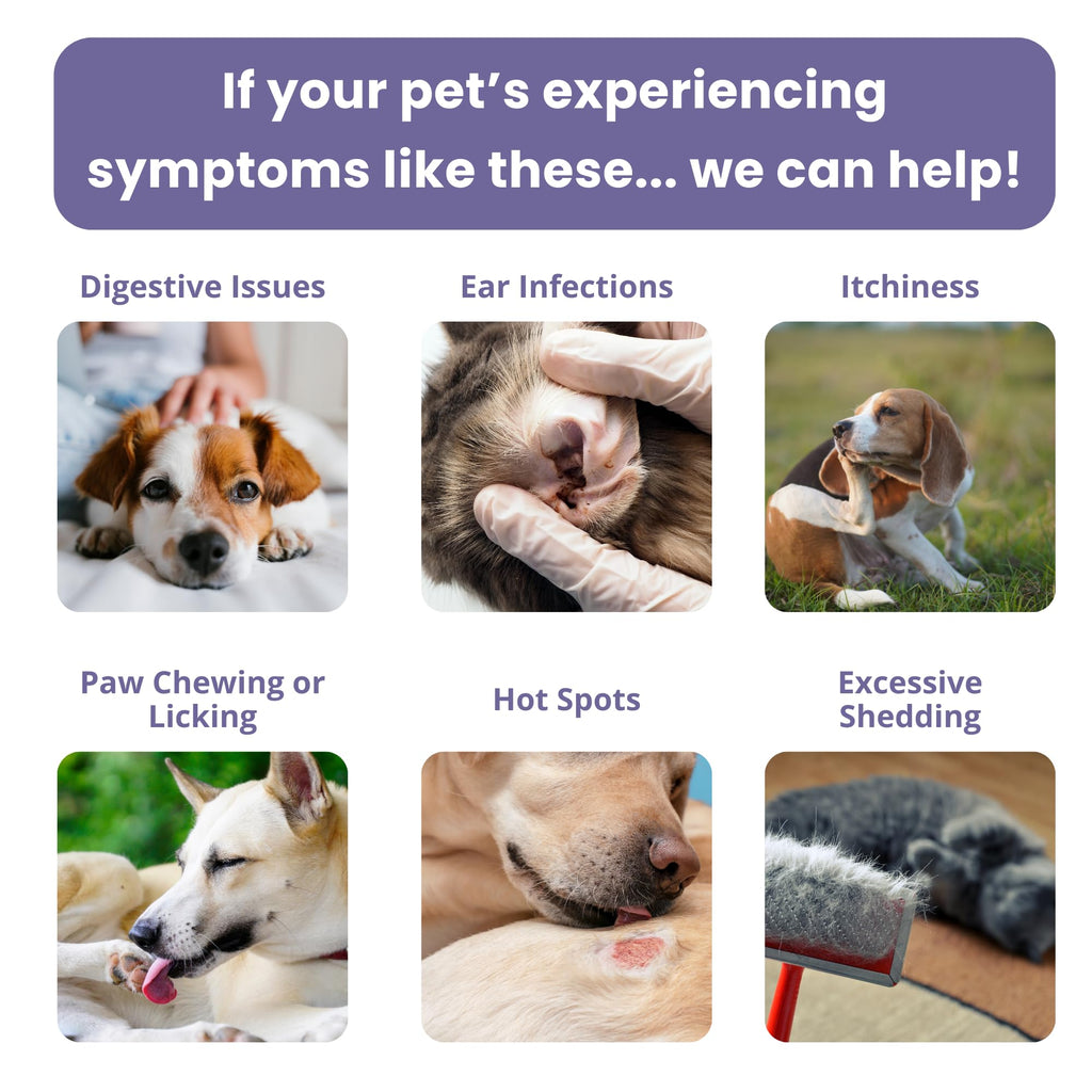 Pet Intolerance Test Dogs & Cats Y736