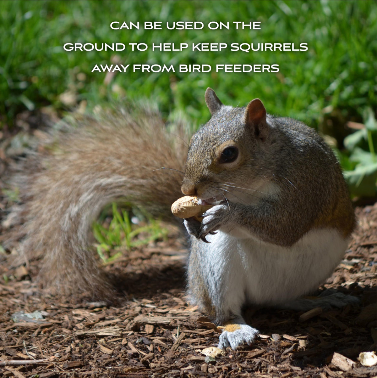 Shell Peanuts 5 pounds I30250