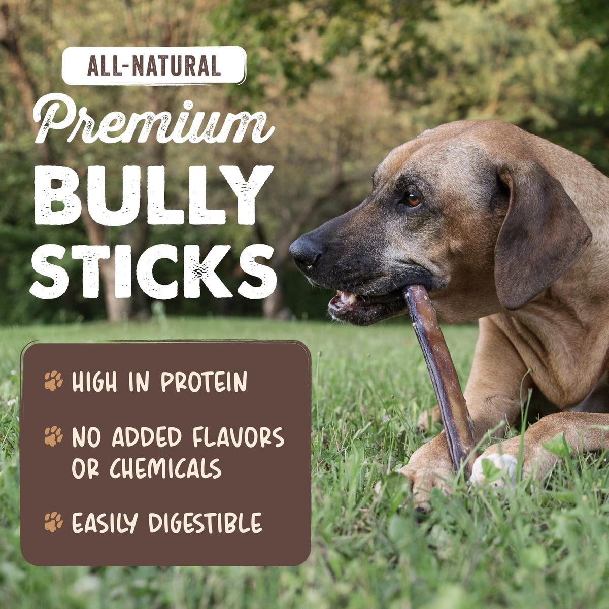 12" Bully Sticks Dog Chew A467