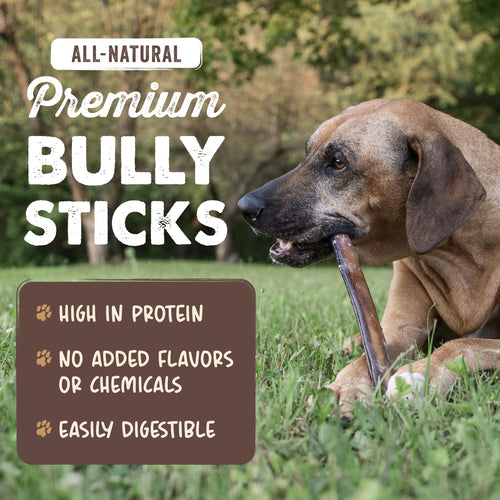 12" Bully Sticks Dog Chew A467