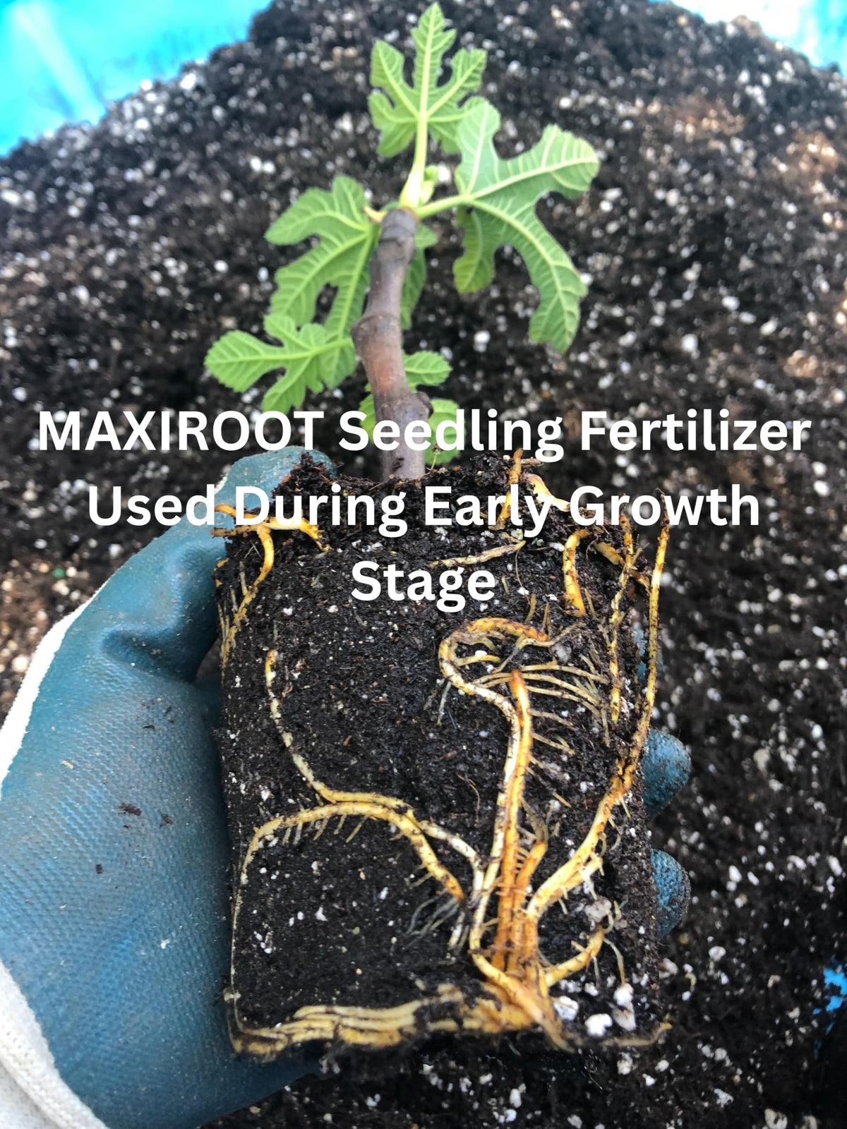 Liquid Fertilizer for Seedlings, Cuttings & Clones, 32 oz V4049